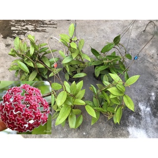 Hoa lan cẩm cù đỏ chưa hoa size to