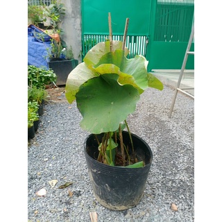 Cây sen juwaba chưa hoa (chỉ giao hỏa tốc HCM)