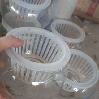 Chậu trồng cây thủy sinh