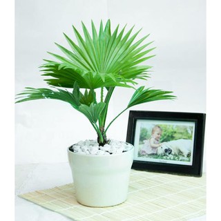 Cây cọ cảnh (không gồm chậu) + Tặng (0,3kg) phân hữu cơ cao cấp