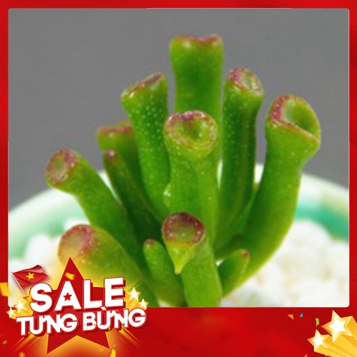 sen đá ống điếu🍏 |FREESHIP| 🔥 XỨ NÓNG, ĐÃ THUẦN KHÍ HẬU, KHOẺ ĐẸP 🍏 LỖI 1 ĐỔI 1