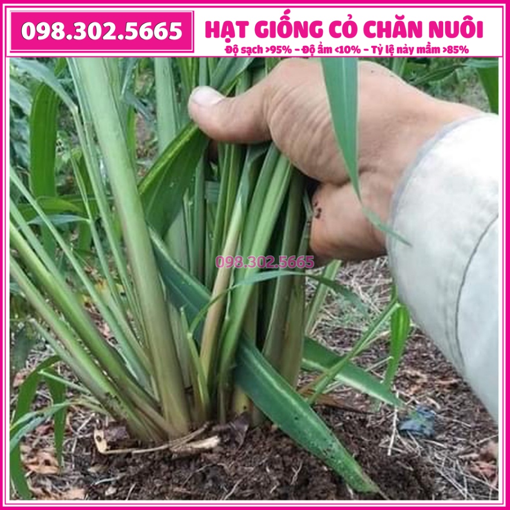 Combo 0,5kg cỏ xả Mobasa Ghine và 0,5kg cỏ Ngô Sudan Super BMR