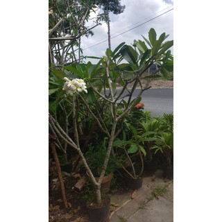 Cây sứ đại trăng bông thơm