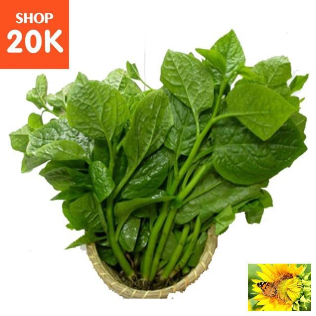 Giống Rau Mồng Tơi