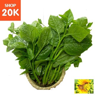 Giống Rau Mồng Tơi