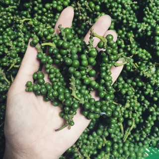 Tiêu xanh nhà trồng hữu cơ không thuốc