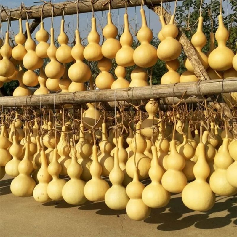Hạt giống bầu hồ lô khổng lồ dễ trồng, chịu nhiệt tốt gói 20-30 hạt
