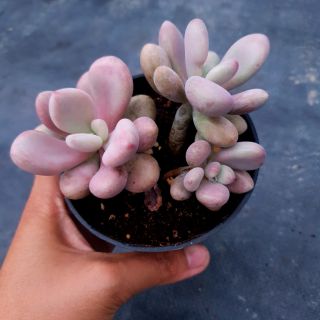 Sỏi hồng sz trung