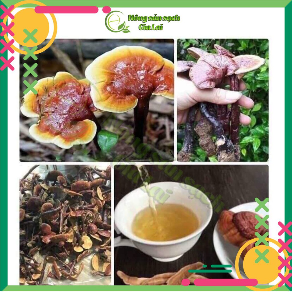 Nấm Lim xanh rừng tự nhiên hàng chuẩn, sản phẩm tốt cho sức khỏe