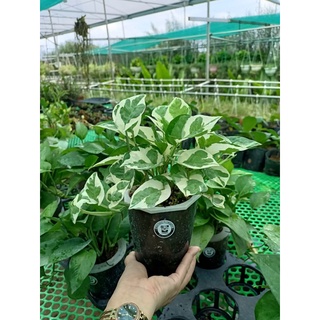 Trầu bà sữa thủy sinh
