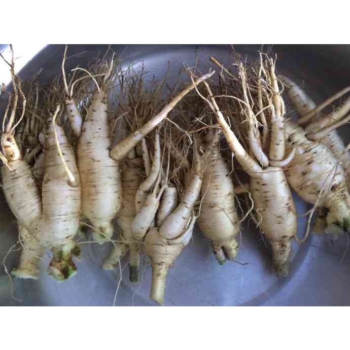 Sâm Bố Chính Khô