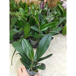 Combo 3 cây lan hồ điệp đang nụ
