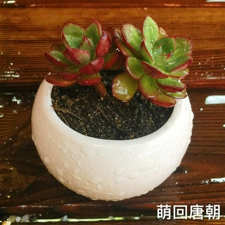 Daniel Rose thực vật đa thịt văn phòng nhiều thịt