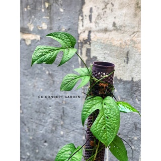 Trầu bà Nhện | Monstera Spiderman