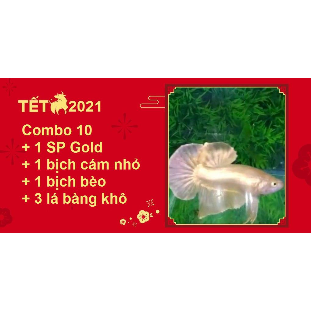 Combo Betta Food 10 SPG - Thức ăn cho cá