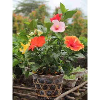 Hạt Giống Hoa Dâm Bụt Lùn