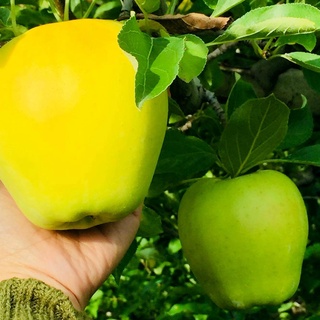 Cây giống táo xanh mỹ siêu ngọt nhập khẩu