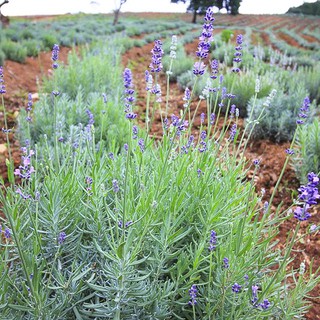 Tinh dầu Lavender VietGreen