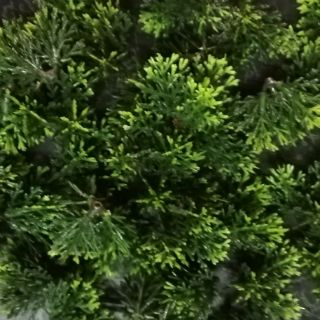 Lá nhựa ghép cây bonsai