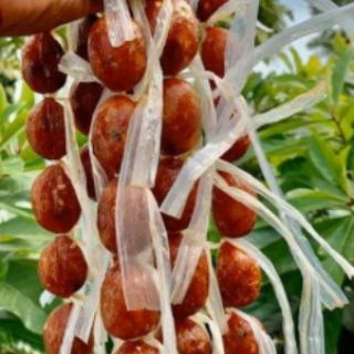 🍡LẠP XƯỞNG HỒ LÔ🍡