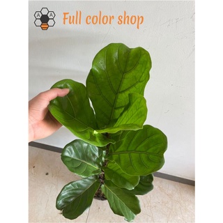 CÂY BÀNG SINGAPORE CAO 1M