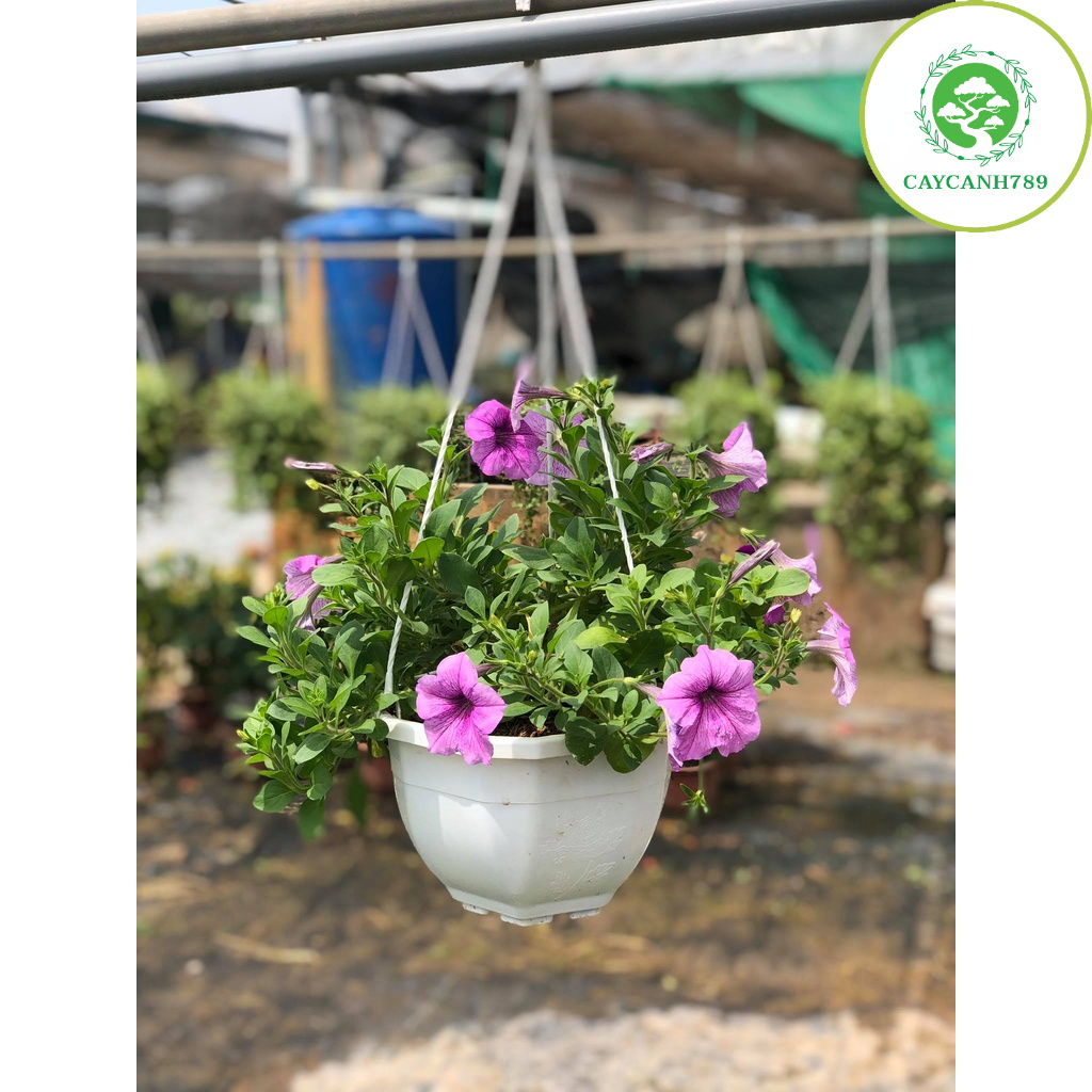 Cây dạ yến thảo chậu treo đang hoa (Ảnh thật)