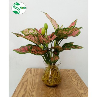 Cây Vạn Lộc Thủy Sinh