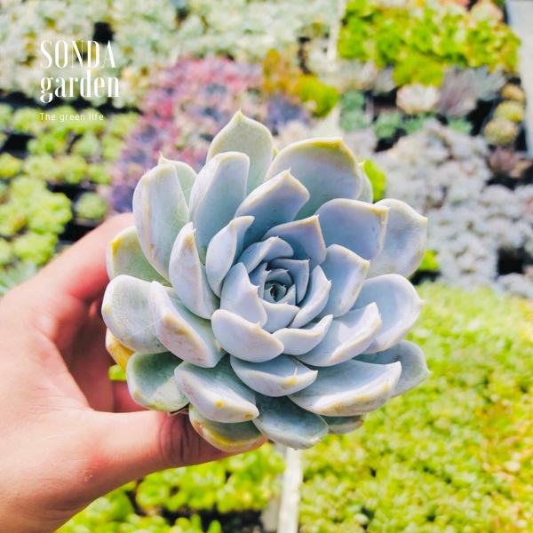 Sen đá móng tay SONDA GARDEN size bé 5-8cm, xuất xứ Đà Lạt, khoẻ đẹp, lỗi 1 đổi 1