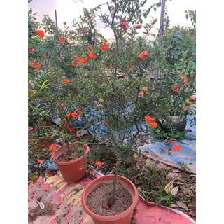 lựu đỏ siêu hoa siêu quả