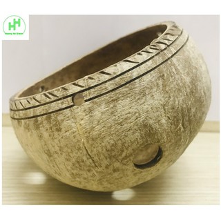 10 Gáo Dừa Trồng Hoa Cây Cảnh