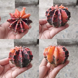 Xương rồng guym len
