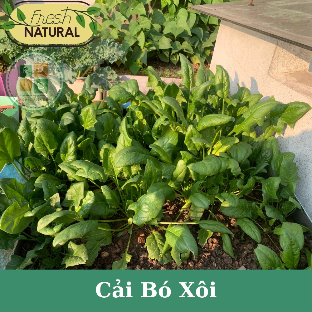 Hạt giống rau cải bó xôi chịu nhiệt