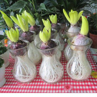 Củ Hoa Tiên Ông - Dạ Lan Hương (Củ to đẹp dễ trồng)