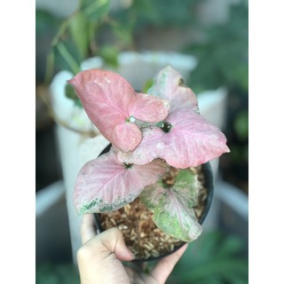 Trầu Bà Hồng Màu sọc xanh
