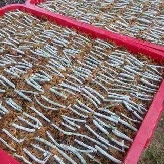 Dớn mềm chile loại 1 (100gr)