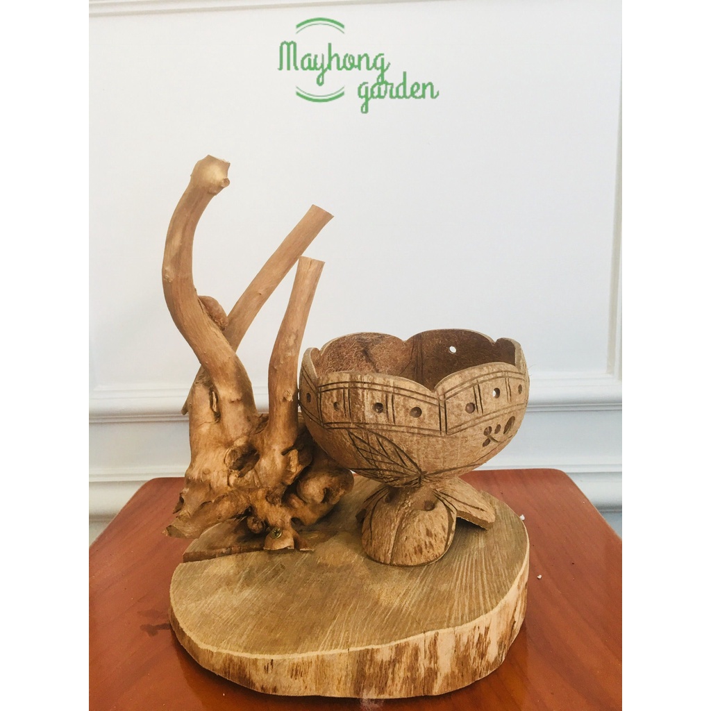 5 chậu gáo dừa miêng trơn, hoa văn có đế