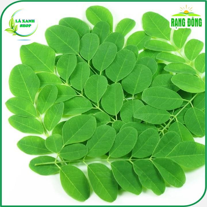 Hạt giống Chùm Ngây Trồng Quanh Năm (gói 2 gram) - Hạt giống Rạng Đông