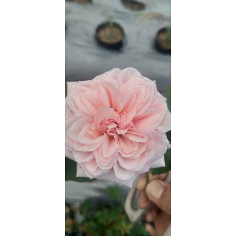 Hồng Đào cổ thơm dụi nhẹ