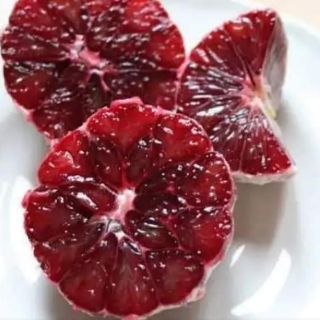 CÂY GIỐNG CHANH ĐỎ