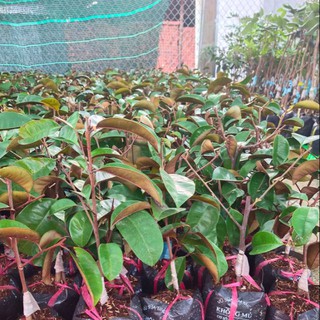 Combo 1 cây cóc thái, 1 cây mít thái, 1 cây chanh tứ quý, 1 măng cục, 1 ổi đài loan, 1 ổi ruby, 1 vú sữa lò rèn