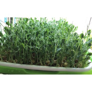 Hạt giống rau mầm đậu Hà Lan- 59k/ kg