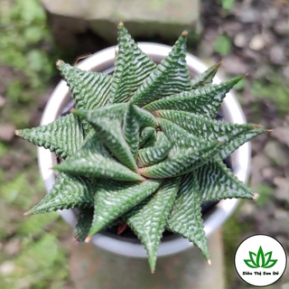 Xương Rồng Xoáy Đà Lạt Đã Thuần Khí Hậu Size Bầu Đường Kính 4-6 cm