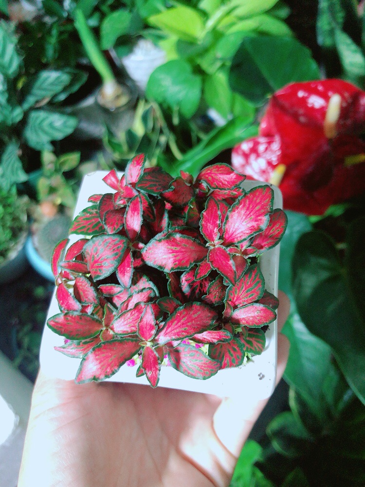 Chậu Cây Cẩm Nhung  Màu Đỏ