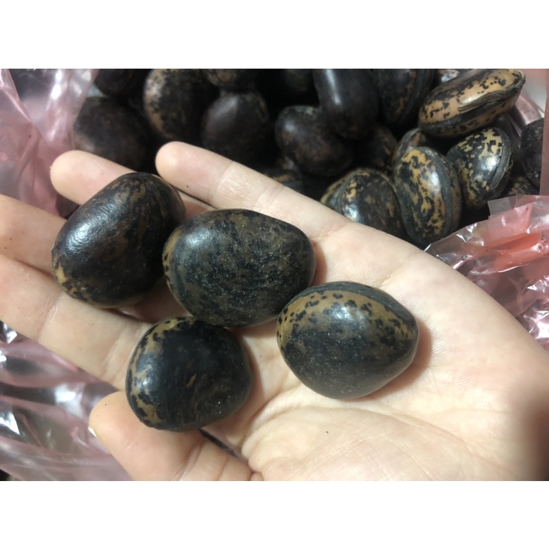 HẠT ĐẬU RẮN CẮN - HÚT NỌC ĐỘC CỦA RẮN , RẾT, MỤN ĐẦU ĐINH