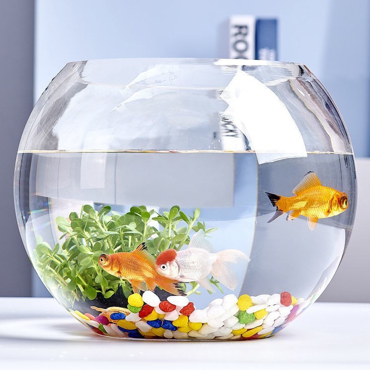 Bể Cá Thủy Tinh Tròn  Bể Cá Để Bàn, Kích Thước Rộng Bụng 19cm x Cao 16cm