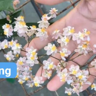 Lan Vũ Nữ Lâu Mộng (inbox chọn màu)