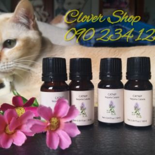 Tinh dầu cỏ mèo catnip