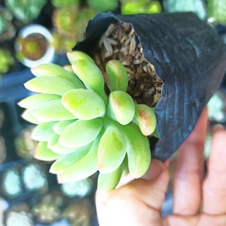 Sen đá thược dược