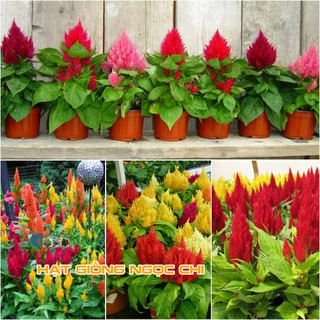 Hạt Giống Hoa Mào Gà Lửa Mix - 100 Hạt