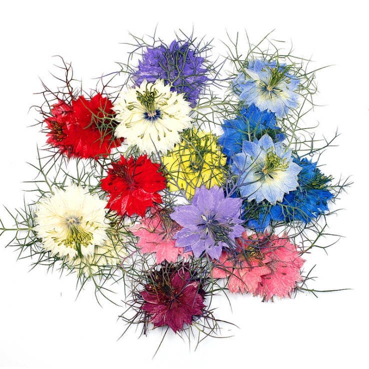 Vỉ 12 hoa khô Nigella - Love in the Mist cho các bạn làm trang trí epoxy, bưu phẩm, khung tranh, DIY